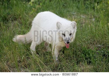 Artic fox