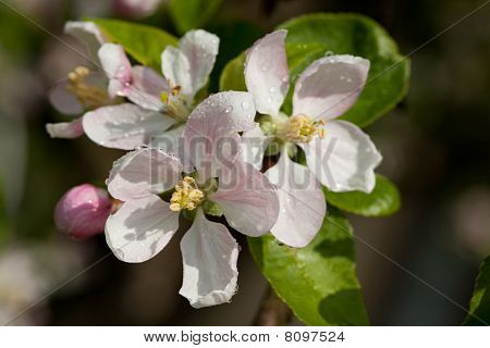 リンゴの花