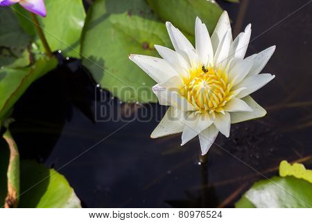 lotus flower