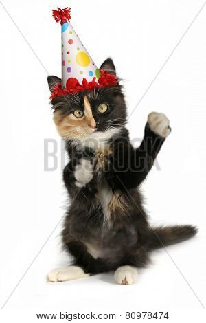 Kitten on a White Background With Birthday Hat