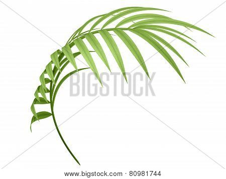 Tropical Plant leaf