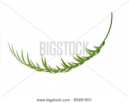 Tropical Plant leaf