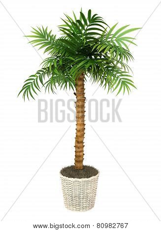 Tropical Plant
