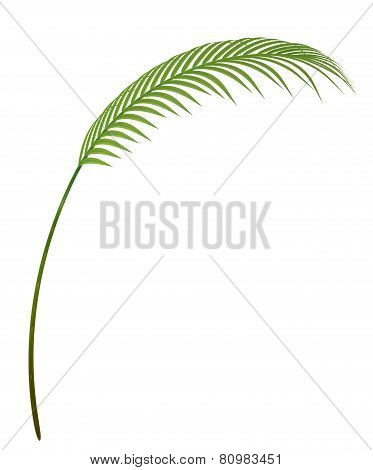 Tropical Plant Branch