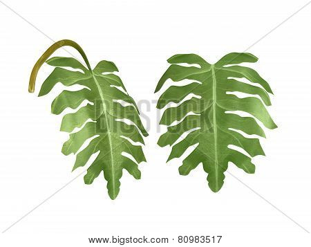 green plant