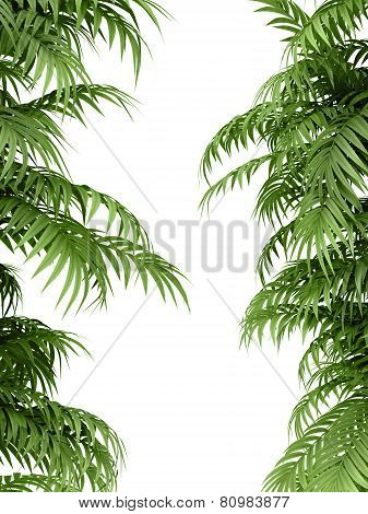 Tropical Plant