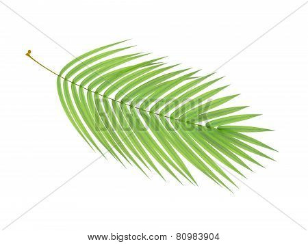 Tropical Plant Branch