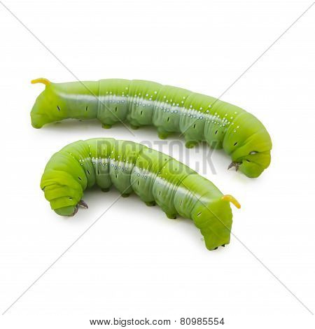 Caterpillars eat leaves isolated on white background