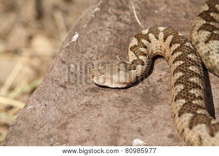 Large Ammodytes Female Basking On A Rock
