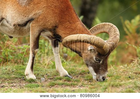 Moufflon Male Grazing On Meadow