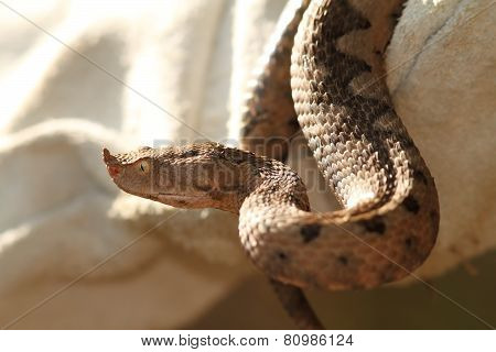 Sand Viper In Leather Glove