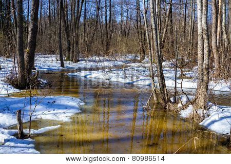 Early Spring In Forest, Sunny March Landscape