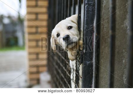 Baby Pappy White Labrador In Cage