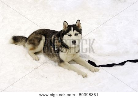 hasky dog laying in a snow on a winter day