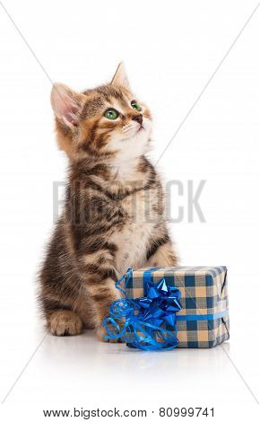 Cute Kitten