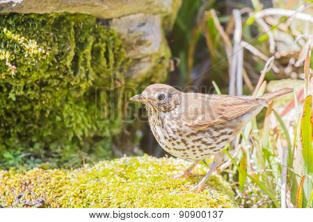 Mistle thrush