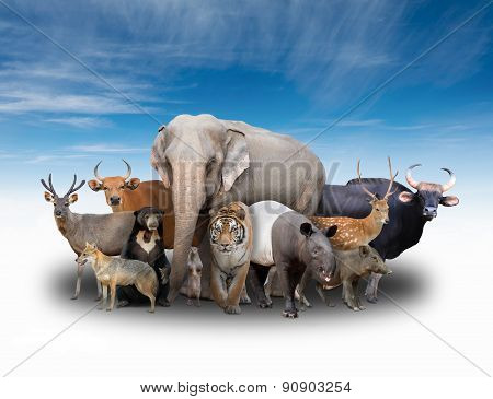 Group Of Asia Animals