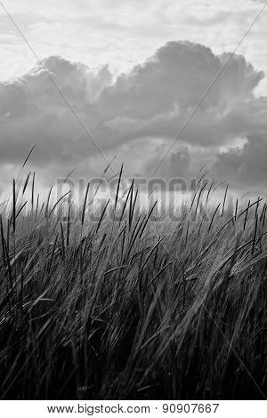 Black White Barley Crop Growing Under Cloudy Sky Detail