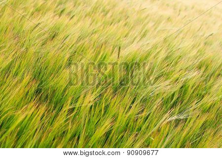 Green Field Of Barley Crop Texture