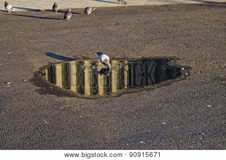 Pigeon drinking from a puddle 01