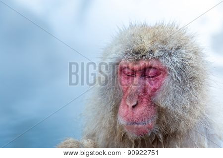 Japanese Snow monkey Macaque in hot spring Onsen Jigokudan Park, Nakano, Japan