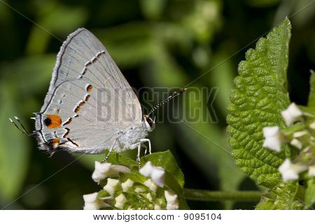 Šedá Hairstreak motýl