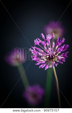 Allium
