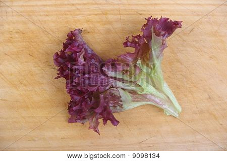 Lollo rosso Rosso insalata