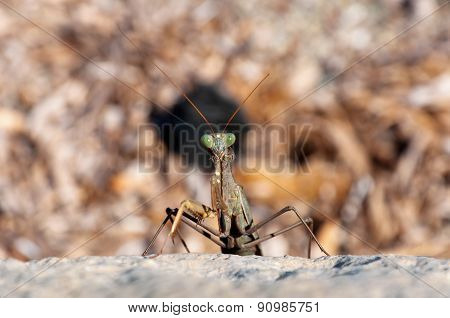 devil flower mantis nymph is sitting on rock