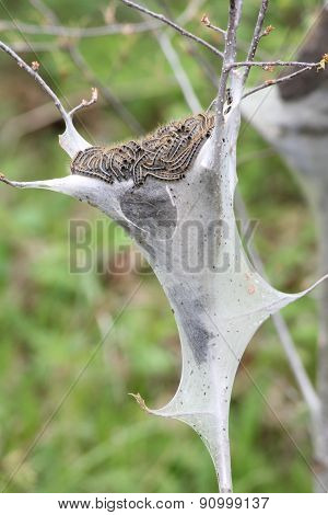Eastern tent Caterpillar (Malacosoma americanum)