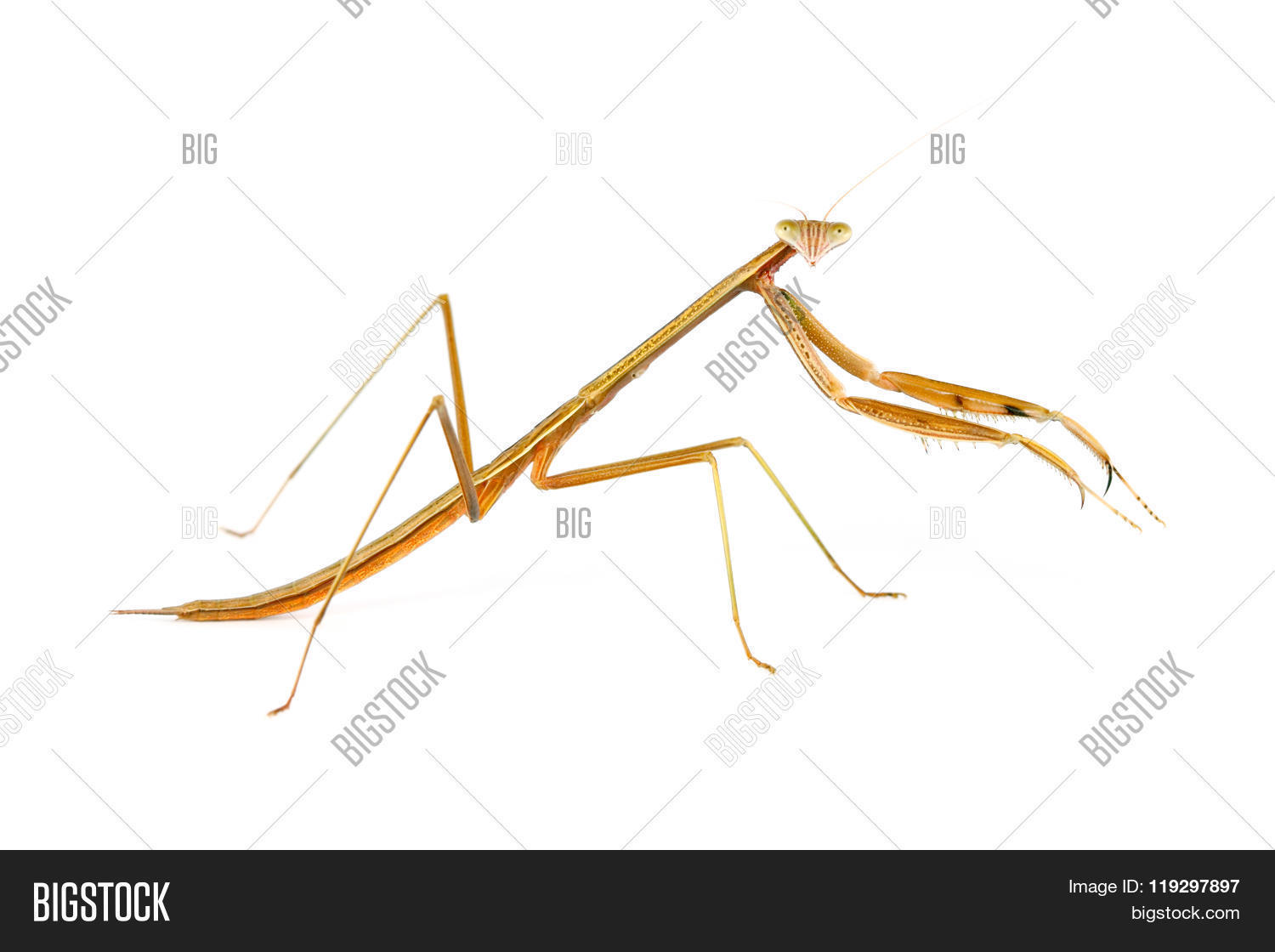 Image Preview