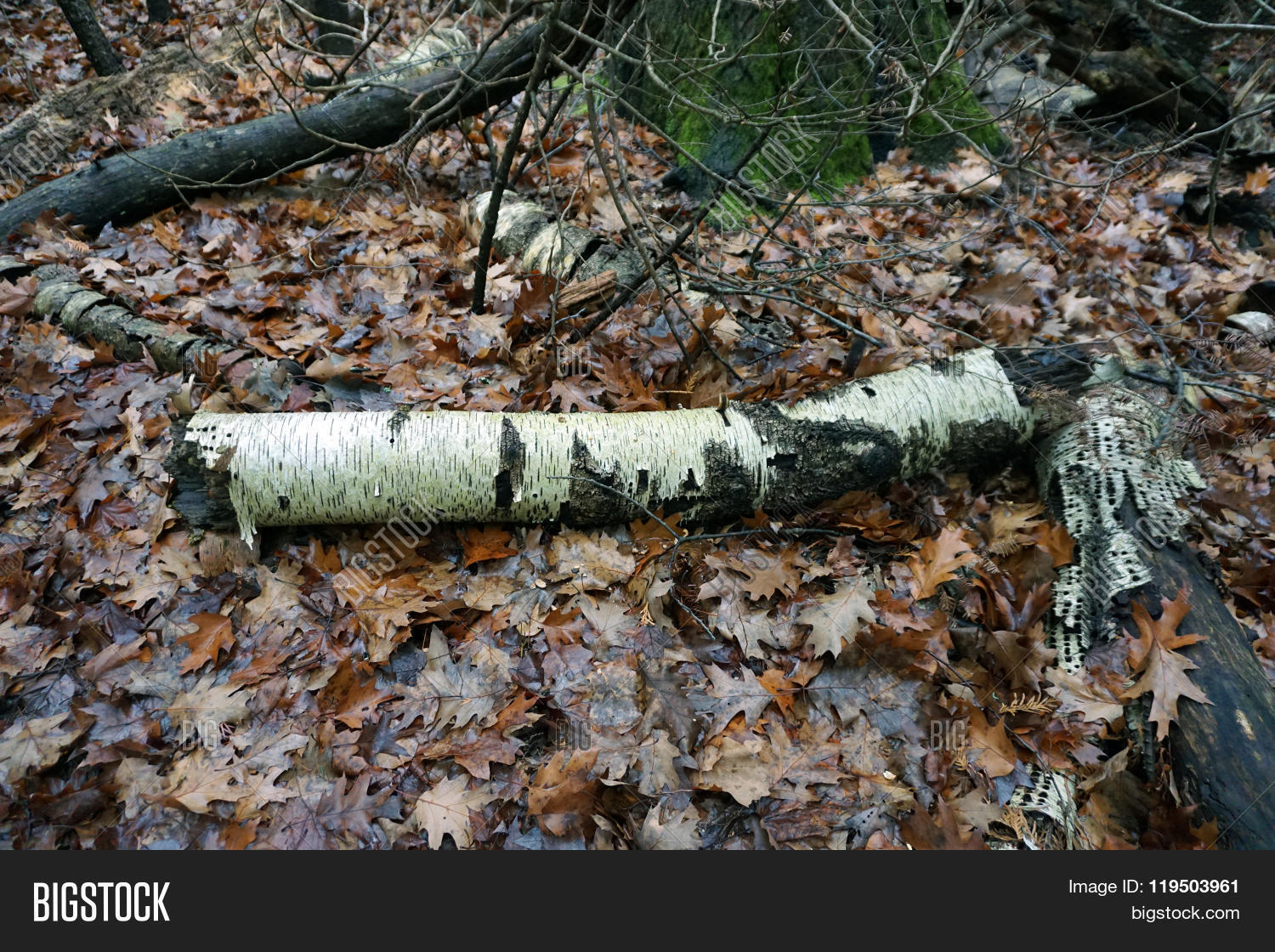 Birch Log Image Photo Free Trial Stock Birch Log Image Photo Free Trial Stock