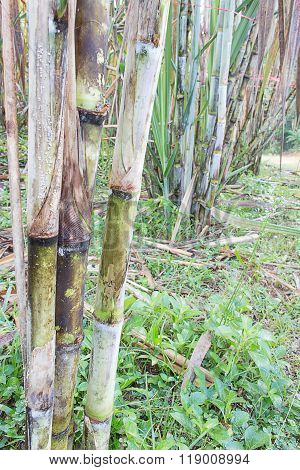 Sugarcane Plants