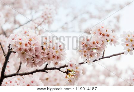 Cherry Blossom With Soft Focus, Sakura Season In Korea,background