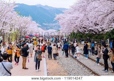 Jinhae Gunhangje Festival is the largest cherry blossom festival in Korea.