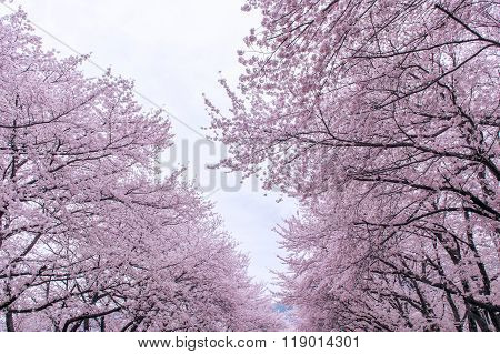 Cherry Blossom With Soft Focus, Sakura Season In Korea,backgroun