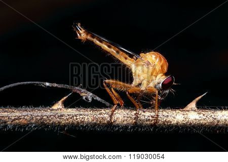 Dragonfly macro photography