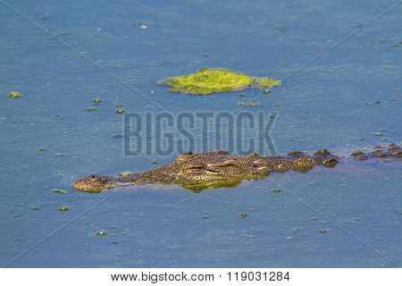 Nile Crocodile In Kruger National Park, South Africa