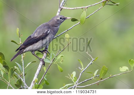 Wattled Starling In Kruger National Park, South Africa