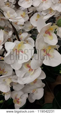 Orchids