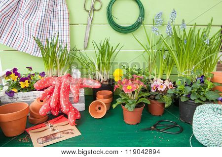 Planting Spring Flowers
