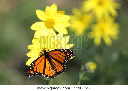 Borboleta-monarca (danaus Plexippus) no bosque girassóis