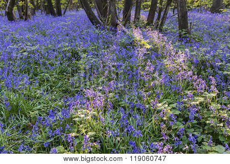 Purple Bluebells