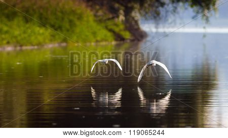 Happily ever after, Happy ending Flying together, partnership, love, Little Egrets, fairy tales