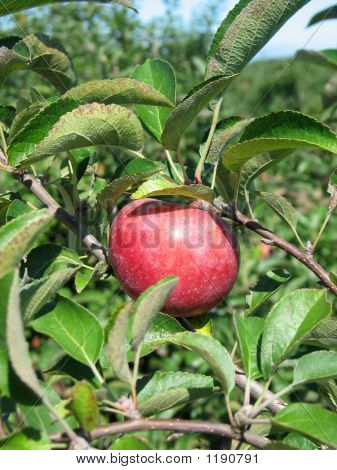 Apple na Apple Tree 