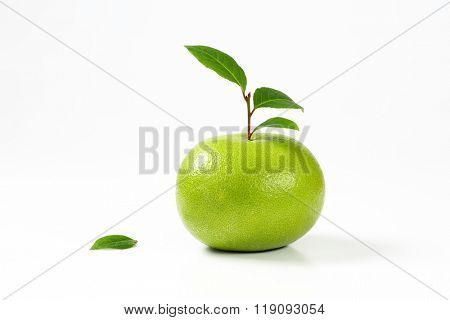 ripe green grapefruit with leaves on white background