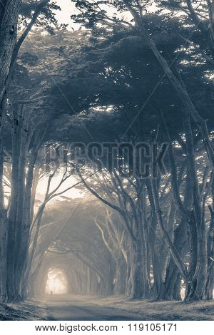 Scenic Foggy Trees Alley