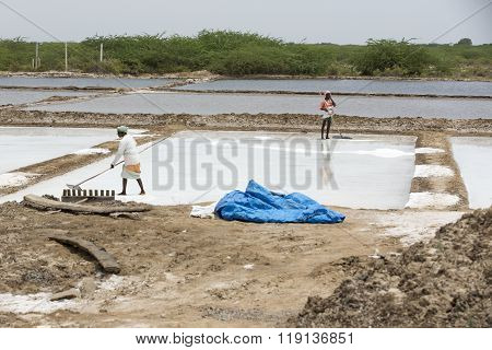 Agriculturist is harvesting salt farm, Pondicherry arera
