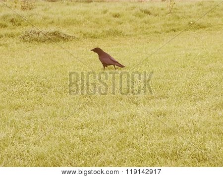 Retro Looking Black Crow