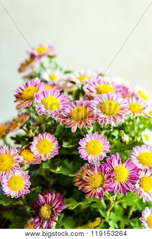 Chrysanthemum flower in garden
